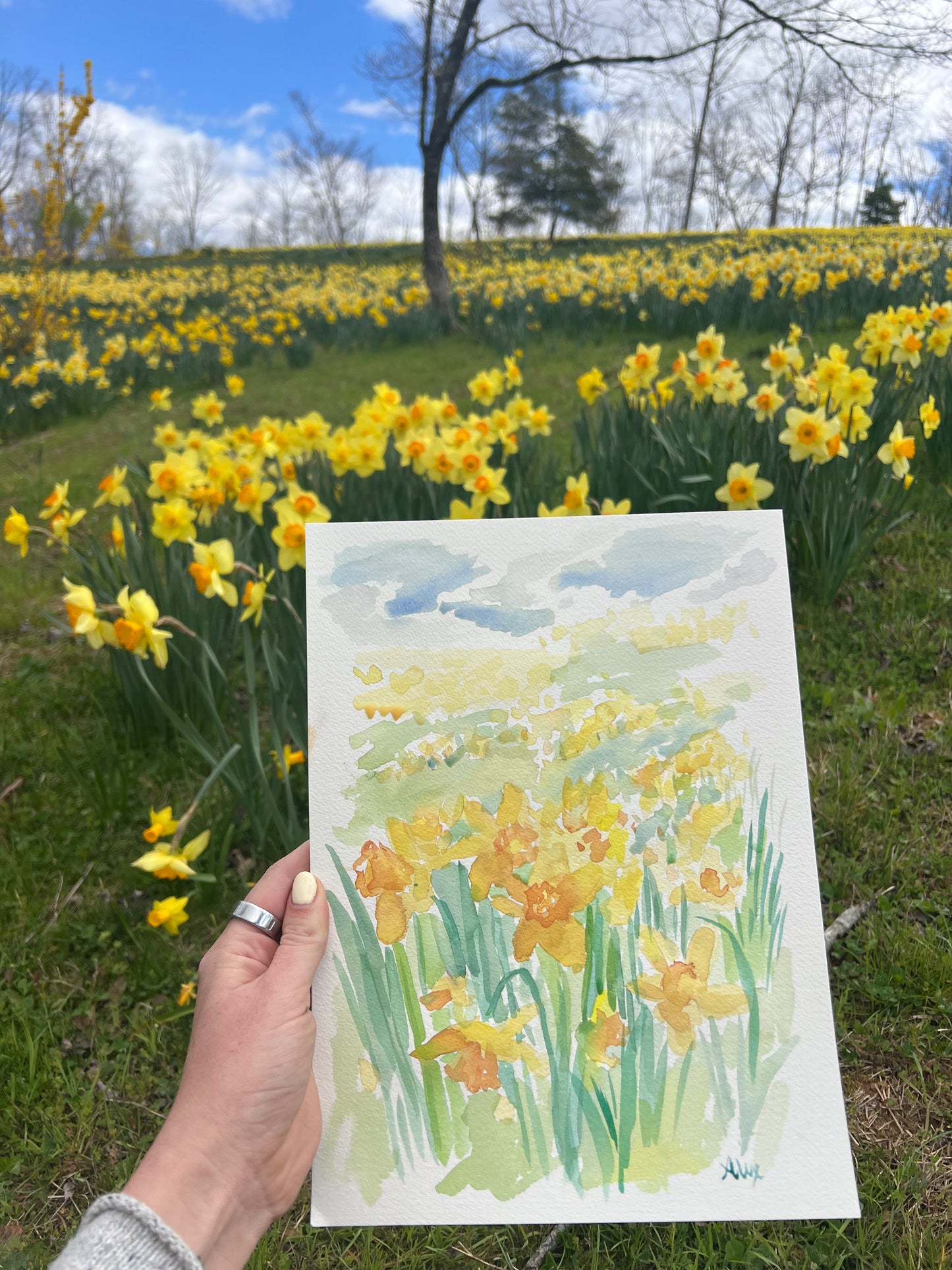 "Daffodils"